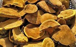 桑黄的价格多少钱一斤