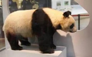 日本养死了几只熊猫了