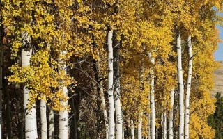 白杨树的三个特点