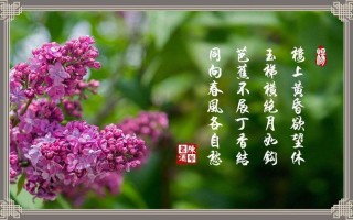 芭蕉不展丁香结同向春风各自愁诗意