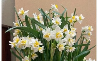 水仙花有毒吗？可以在室内养吗？