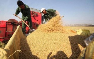 农村粮补每亩多少钱