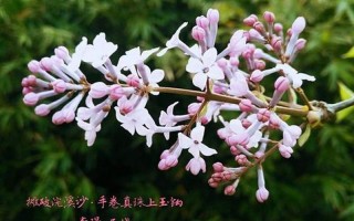 芭蕉不展丁香结同向春风各自愁意思