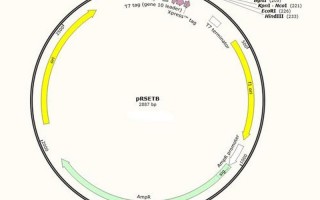 氨苄青霉素抗性基因