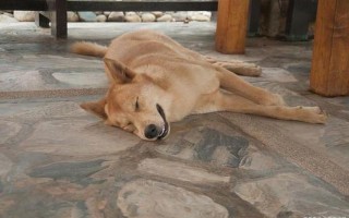 狗狗的太大了太热了