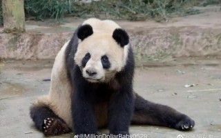 已死亡的大熊猫名名单