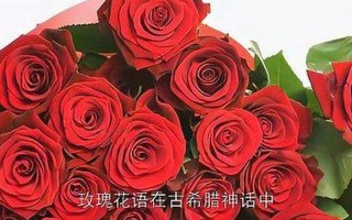 玫瑰花到了花期下一句