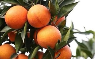 沙棘一公斤多少钱