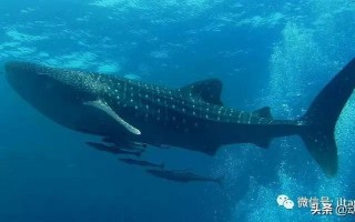 世界上更大的鱼类是鲸鲨还是锦鲤
