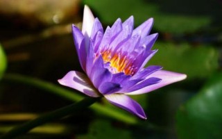 骂人蓝莲花是什么意思