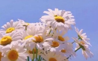 女生的小雏菊长什么样