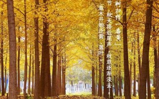 霜降是几月几号2020