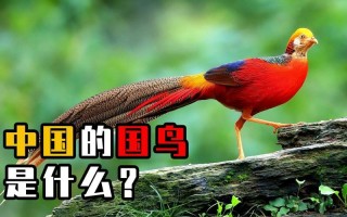 中国的国鸟是什么