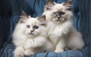 布偶猫价格多少钱一只