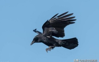 乌鸦为什么灭绝了