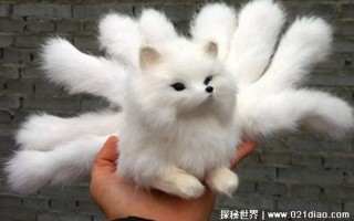世界上最后一只九尾狐