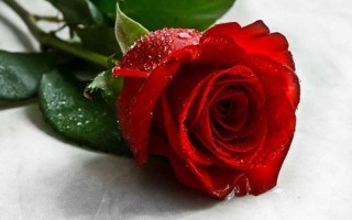 女人是带刺的玫瑰