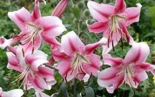 提古勒和弗洛尔的草莓冰淇淋