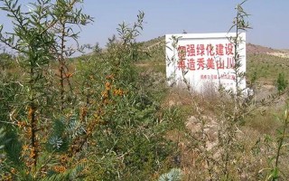 沙棘的产地哪里好