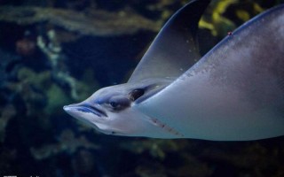 魔鬼鱼又叫什么鱼