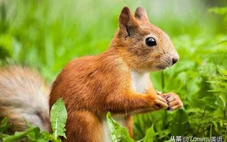 squirrel什么意思