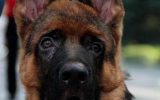 德国牧羊犬阿托斯