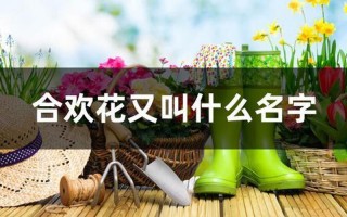又叫什么名字