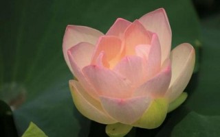 荷花代表什么生肖