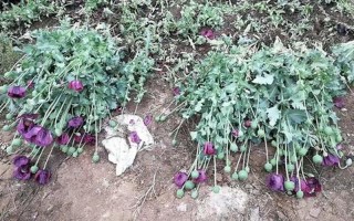花种植几棵不犯法
