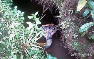 多头蛇真实存在吗