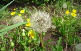 蒲公英是保肝还是伤肝