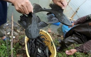 清道夫鱼的危害性