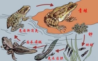 青蛙除了用肺外还用什么器官呼吸？