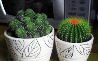 电脑前放仙人掌能防辐射吗