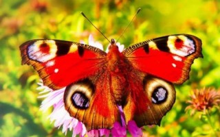 蝴蝶用什么辨别味道