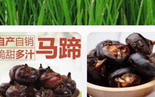 马蹄果和荸荠区别