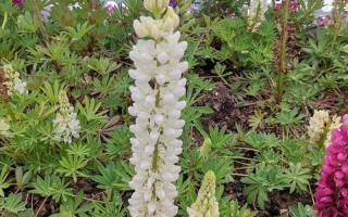 鲁冰花是什么意思