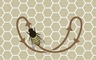 小蜜蜂分别指哪一类人