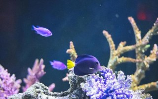 鱼鱼桌面海底世界