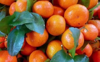 砂糖橘吃多了皮肤真的会变黄