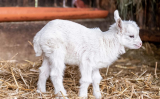 小羊多少钱一只？养一只小羊需要多少成本？