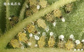 去木虱最简单的 *** 