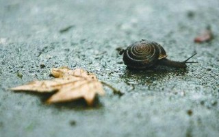 雨后蜗牛爬到水泥墙上