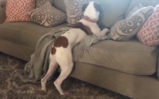 狗狗趴在我身上很快就能睡着