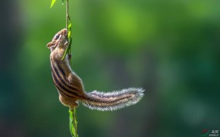 攀高枝儿是什么生肖
