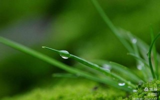 春雨沥沥是什么生肖