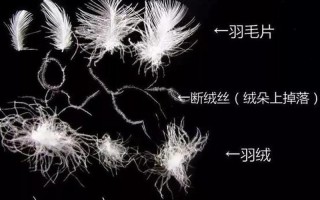 灰鸭绒和白鸭绒哪个好