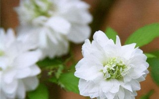 芍药为什么叫鬼花