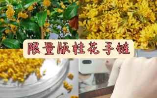 桂花怎么保存才有香味