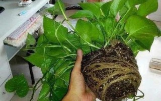 绿萝为什么叫鬼花